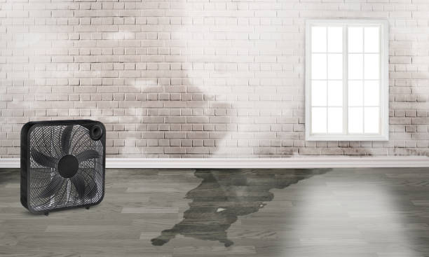 Best Ceiling water damage repair  in Wakeeney, KS